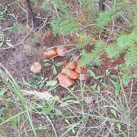 Dom Na Skarpie - Ucieczka Na Wies - Samodzielne Wejscie Na Szyfr, 100m2 Vakantiehuis *